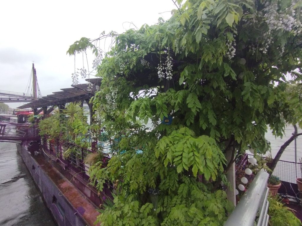 La péniche sous la glycine